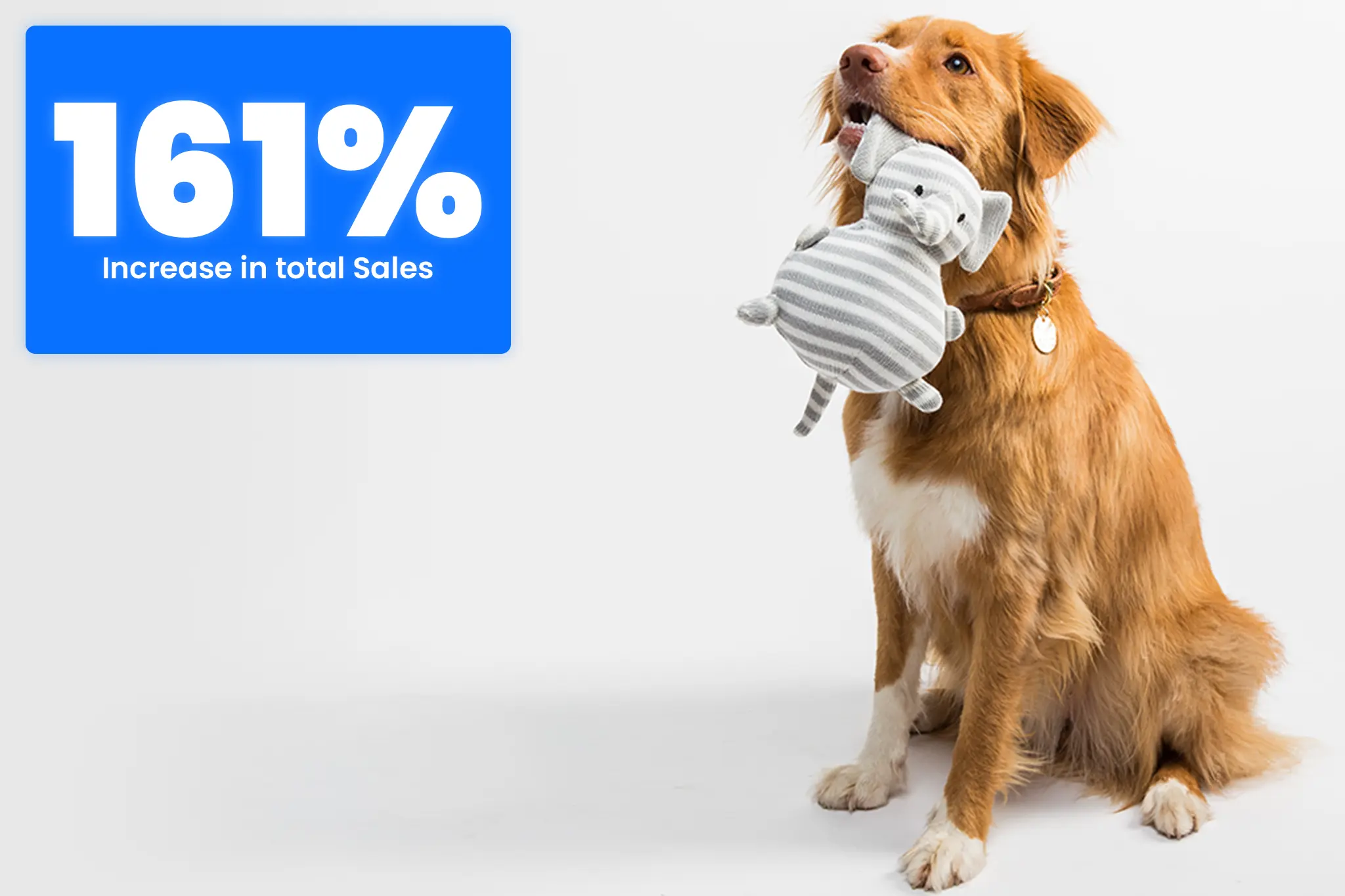 Pet Brand Case Study of White Snow Ads